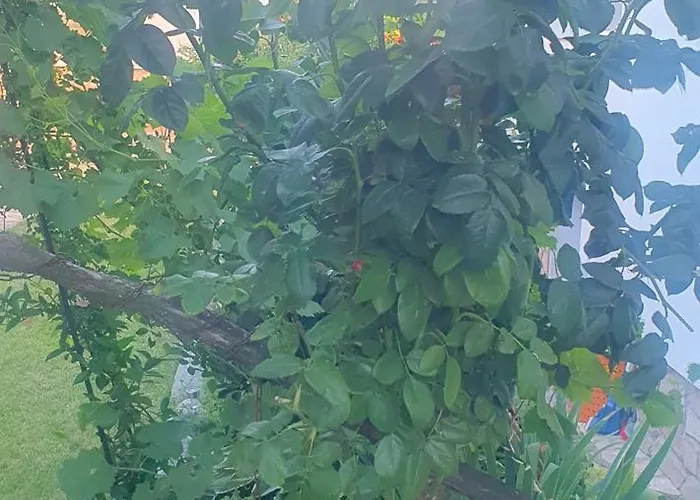 Appartement ози *